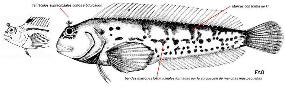 Parablennius pilicornis_01.jpg